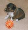 Anina mit Ball (Foto: N.Rosenbaum)